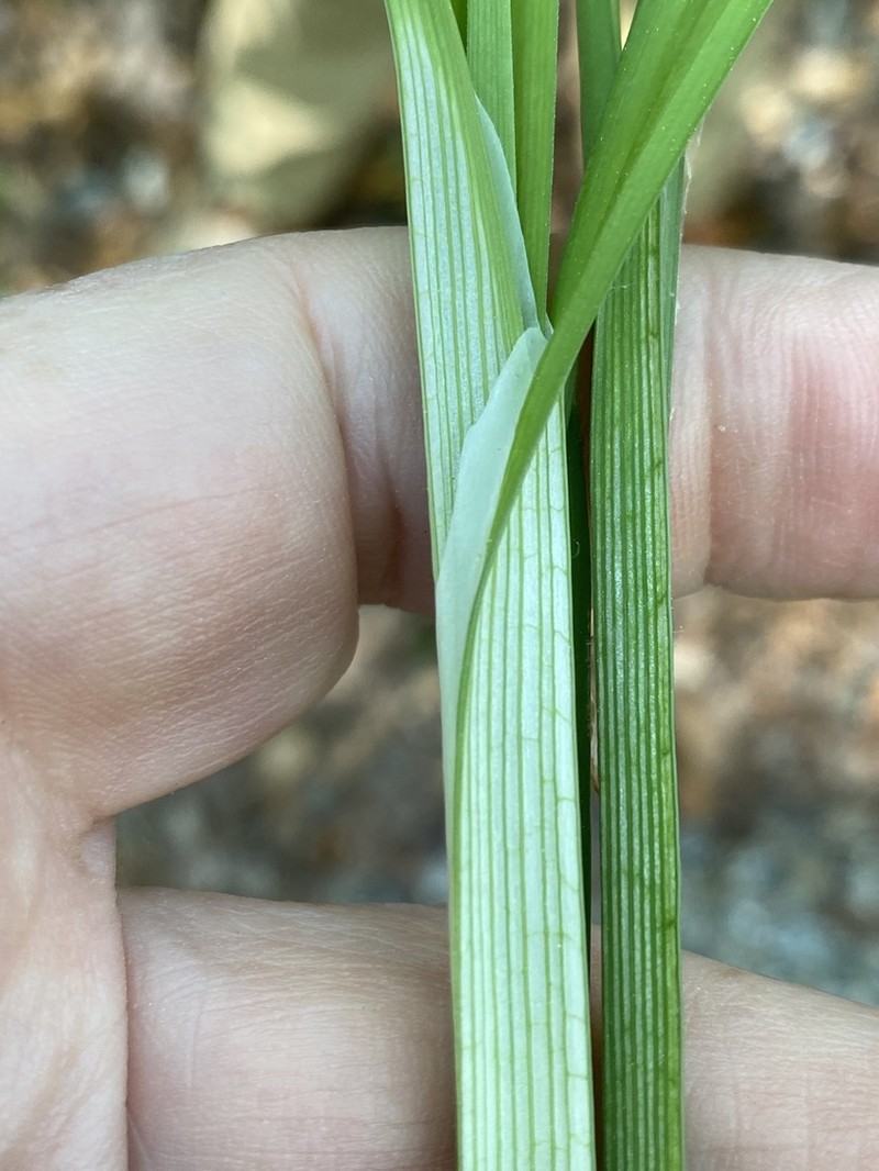 Radford's Sedge photo 2