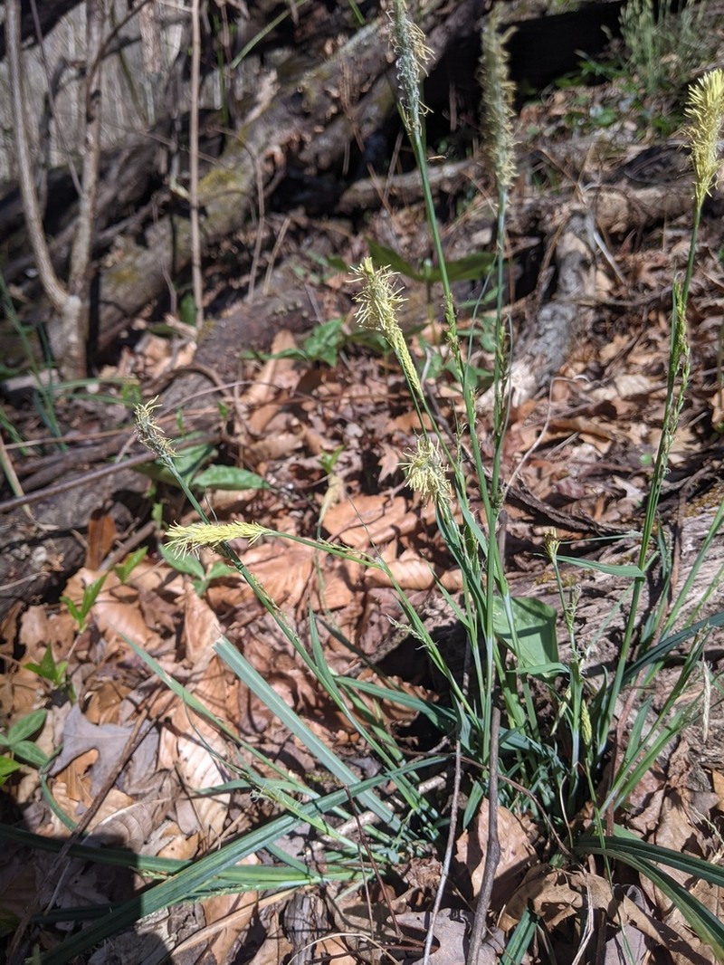 Radford's Sedge photo 3