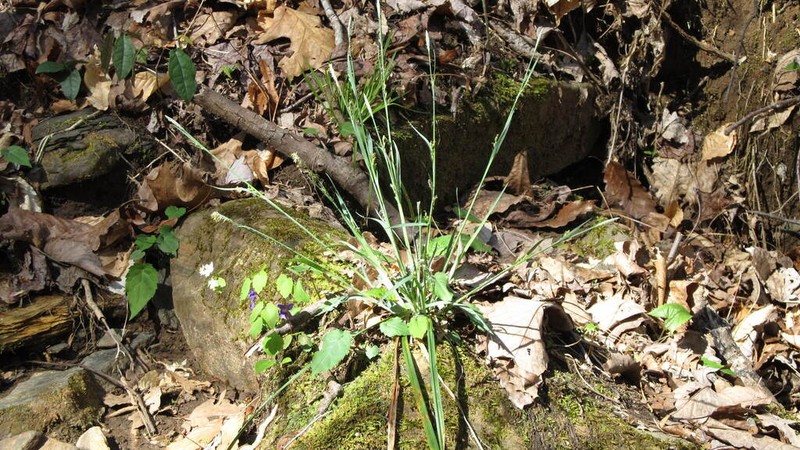 Radford's Sedge photo 4