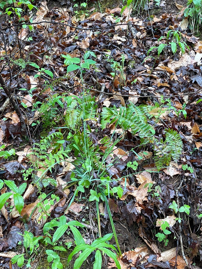 Radford's Sedge photo 5