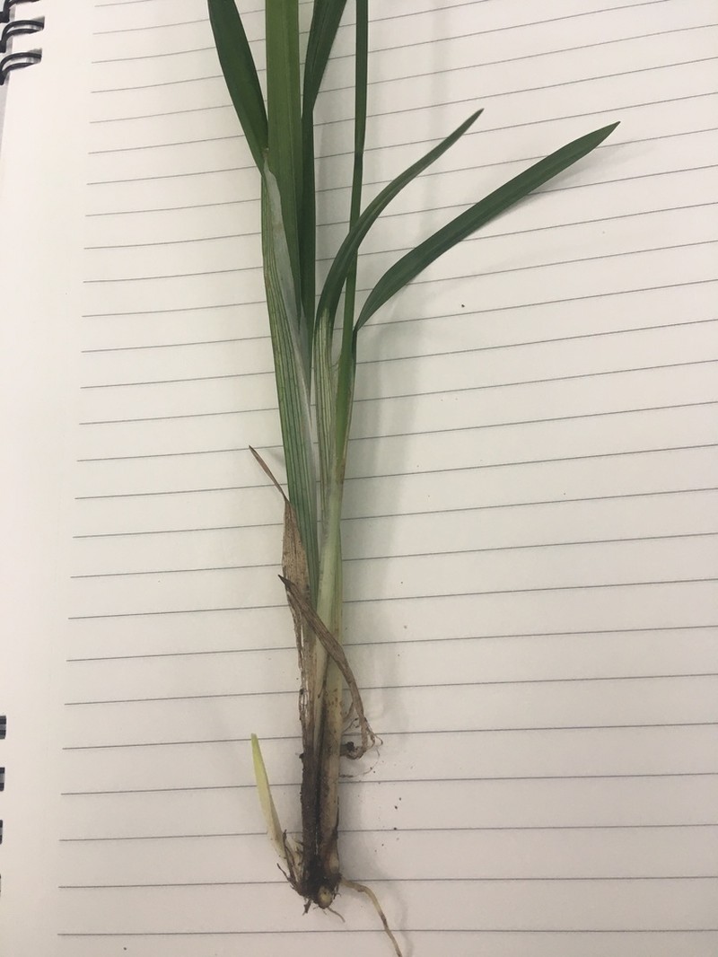 Radford's Sedge photo 6