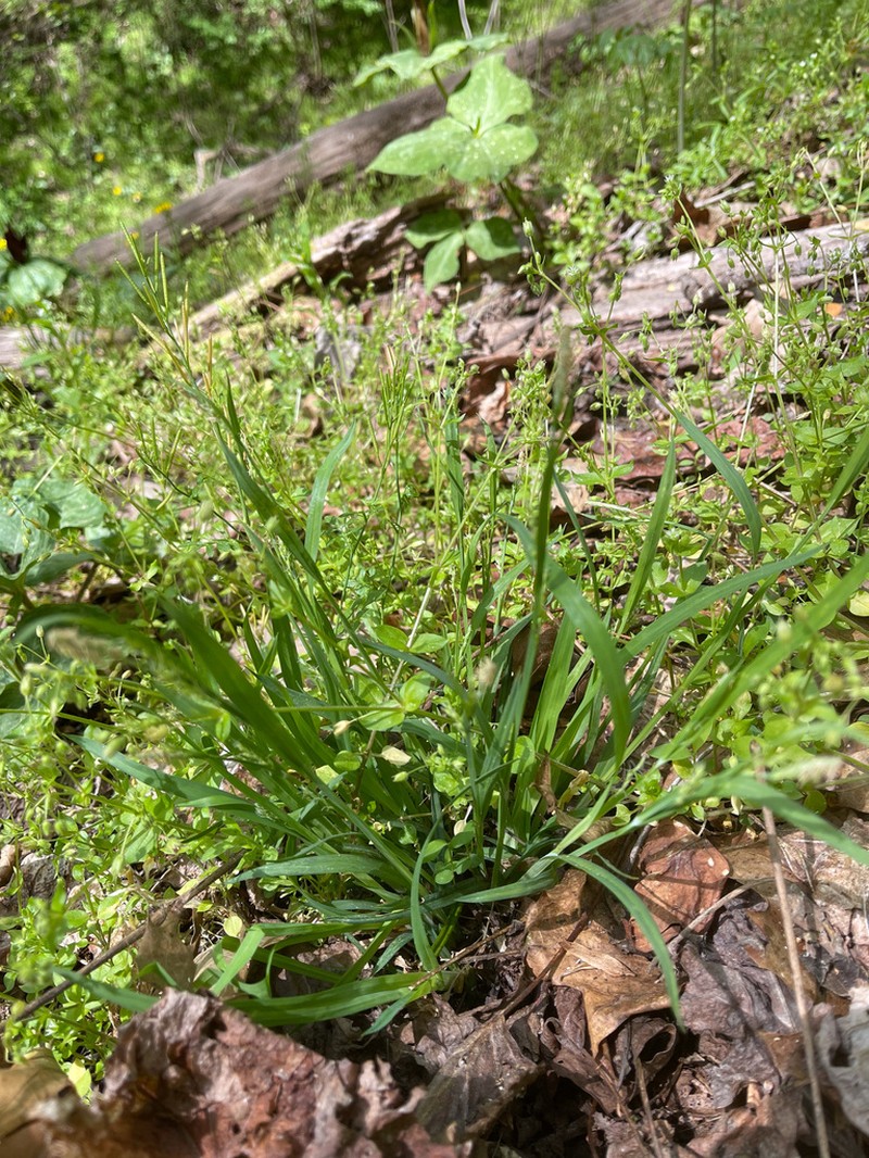 Radford's Sedge photo 7
