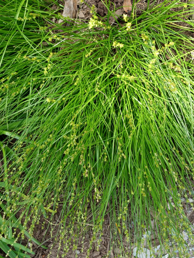 Eastern Star Sedge