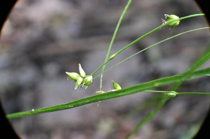 Eastern Star Sedge photo 3