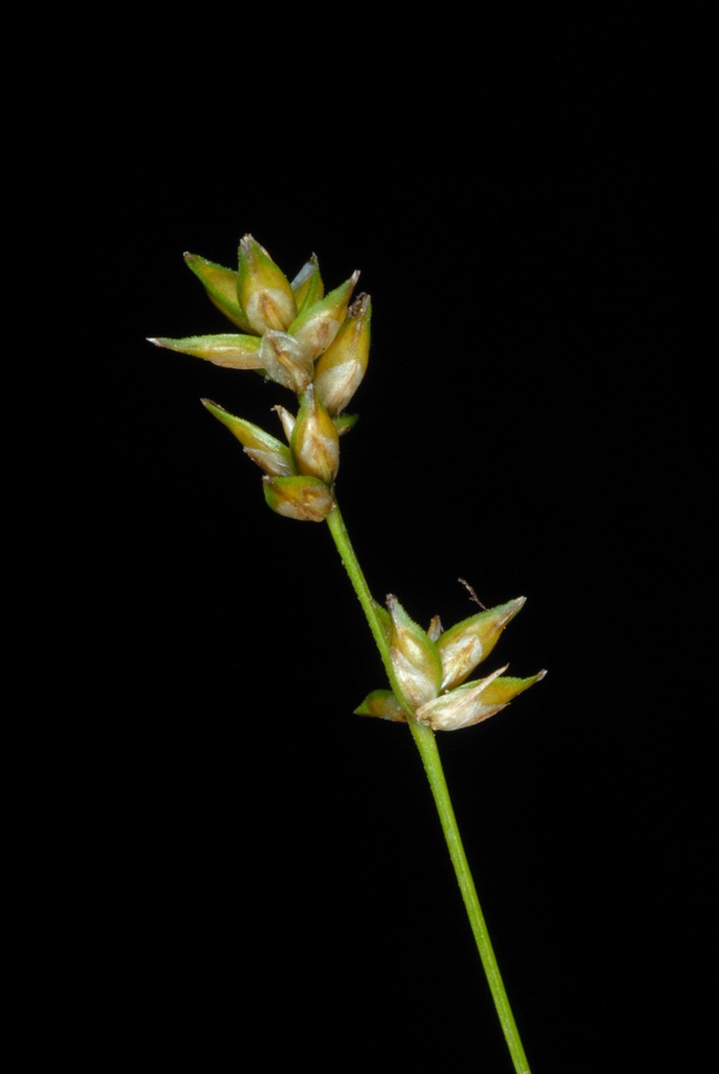 Eastern Star Sedge photo 4