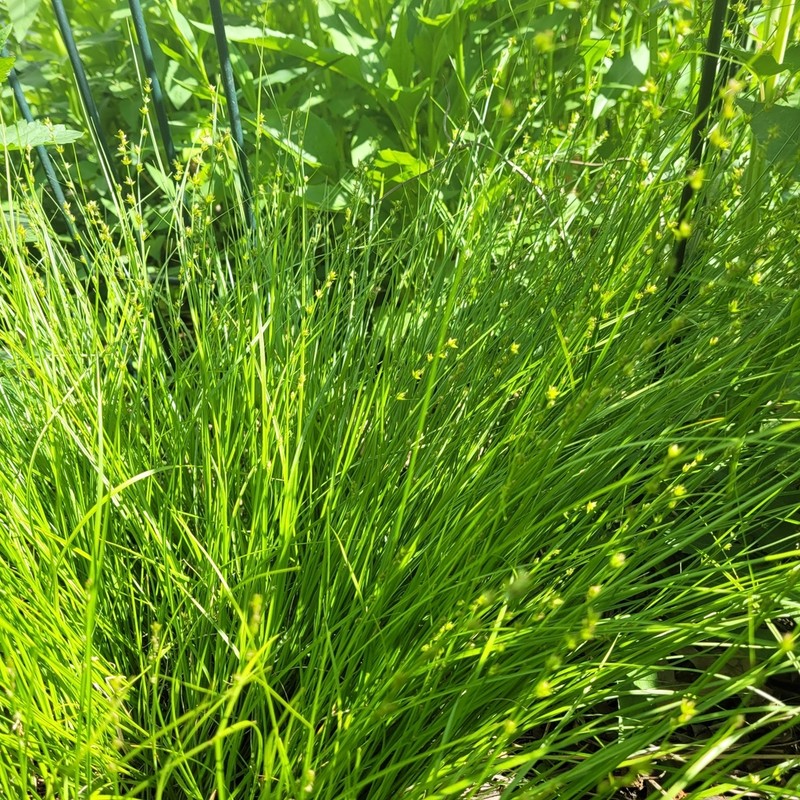 Eastern Star Sedge photo 5