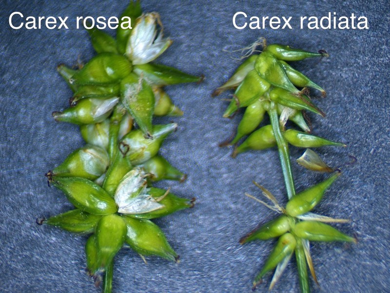 Eastern Star Sedge photo 6