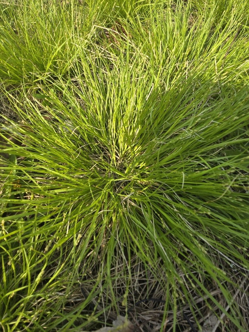 Eastern Star Sedge photo 7
