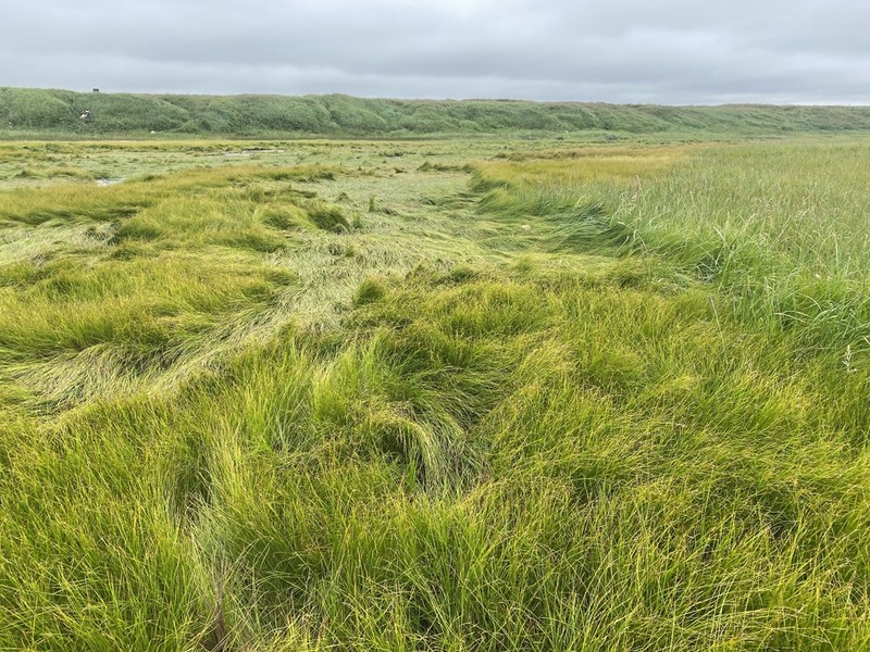 Ramensk's Sedge photo 2
