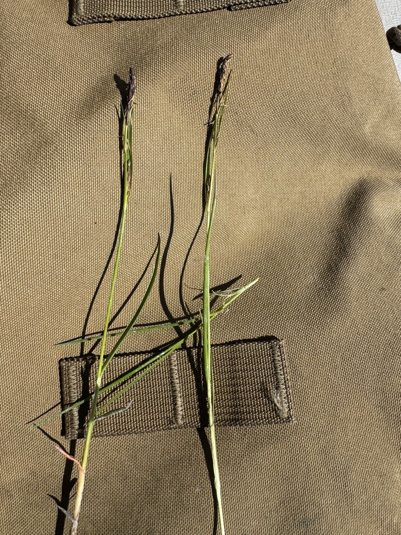 Ramensk's Sedge photo 4