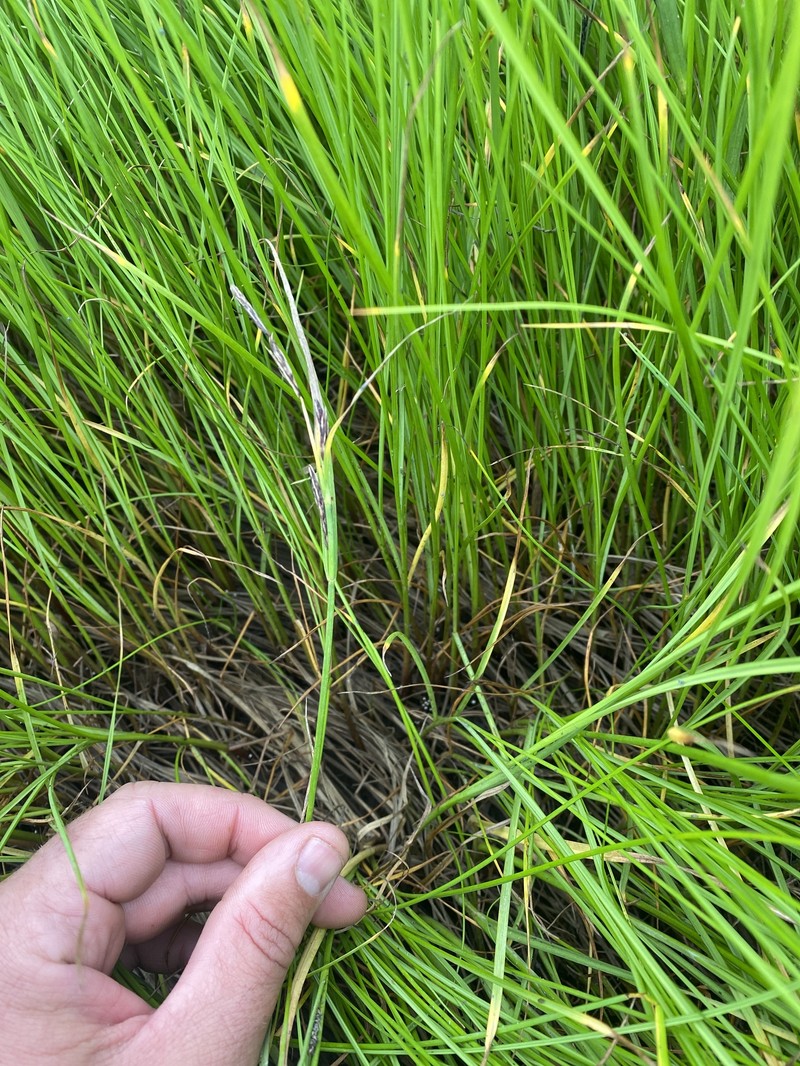 Ramensk's Sedge photo 5