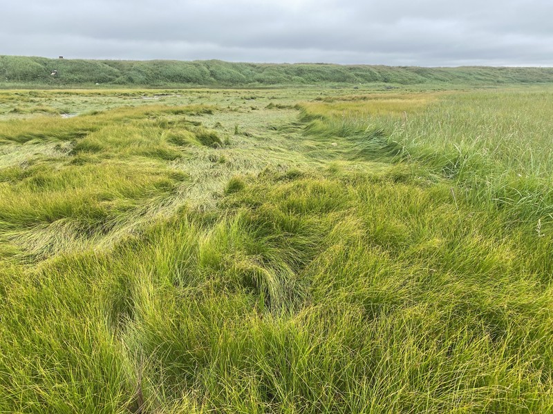 Ramensk's Sedge photo 6
