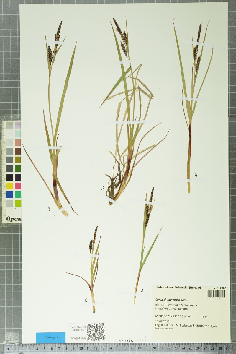 Ramensk's Sedge photo 7