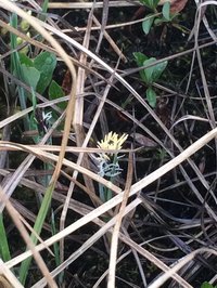 Looseflower Alpine Sedge