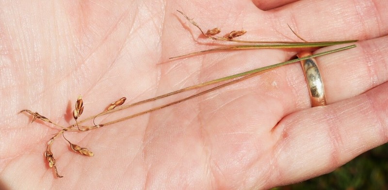 Looseflower Alpine Sedge photo 3
