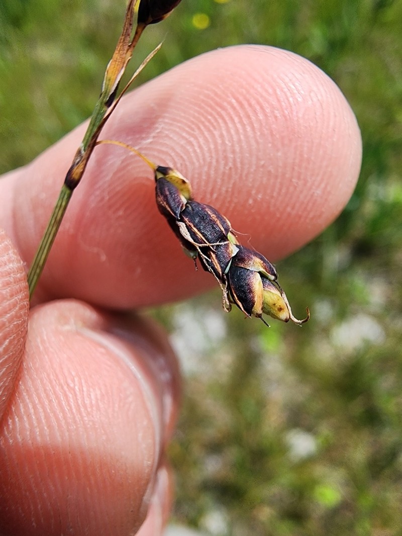 Looseflower Alpine Sedge photo 4