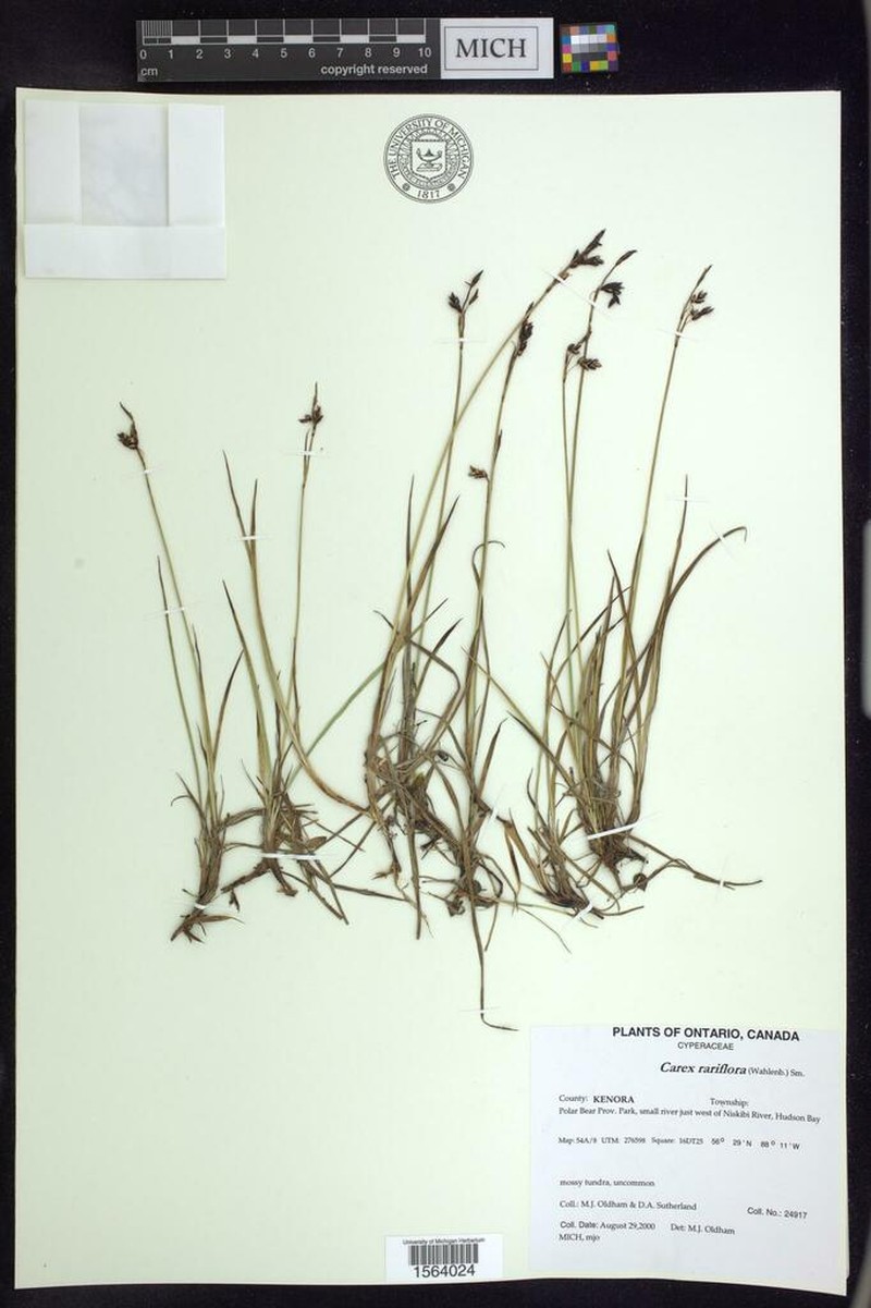 Looseflower Alpine Sedge photo 5