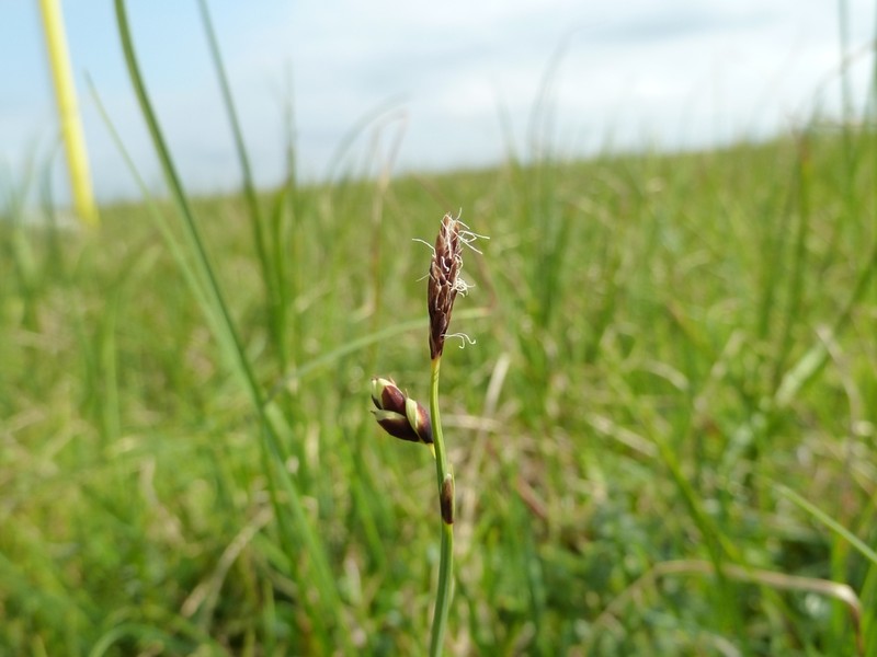 Looseflower Alpine Sedge photo 6