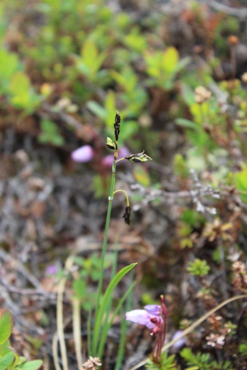 Looseflower Alpine Sedge photo 7