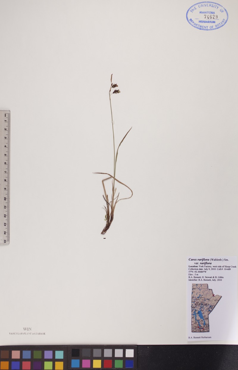 Carex rariflora var. rariflora