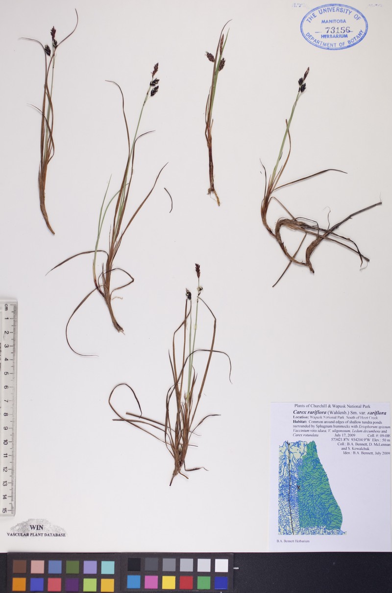 Carex rariflora var. rariflora photo 2