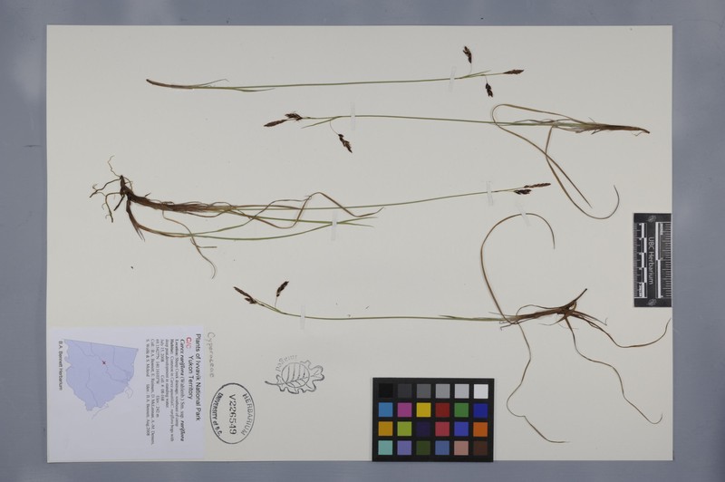 Carex rariflora var. rariflora photo 3