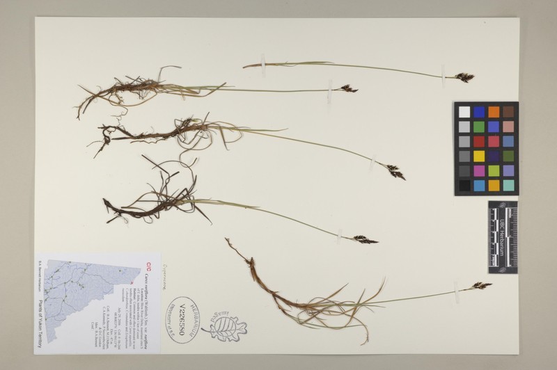 Carex rariflora var. rariflora photo 4