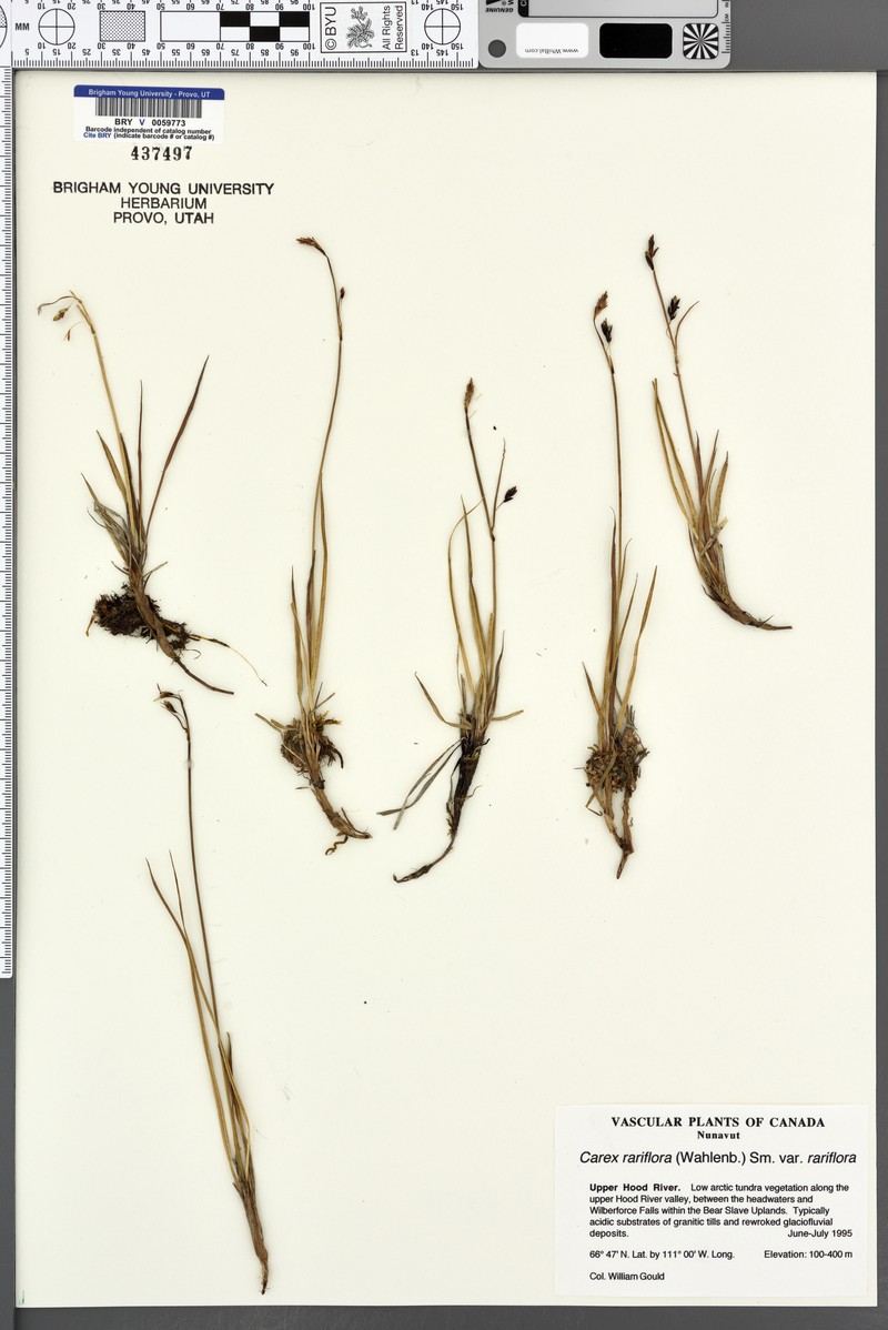 Carex rariflora var. rariflora photo 6