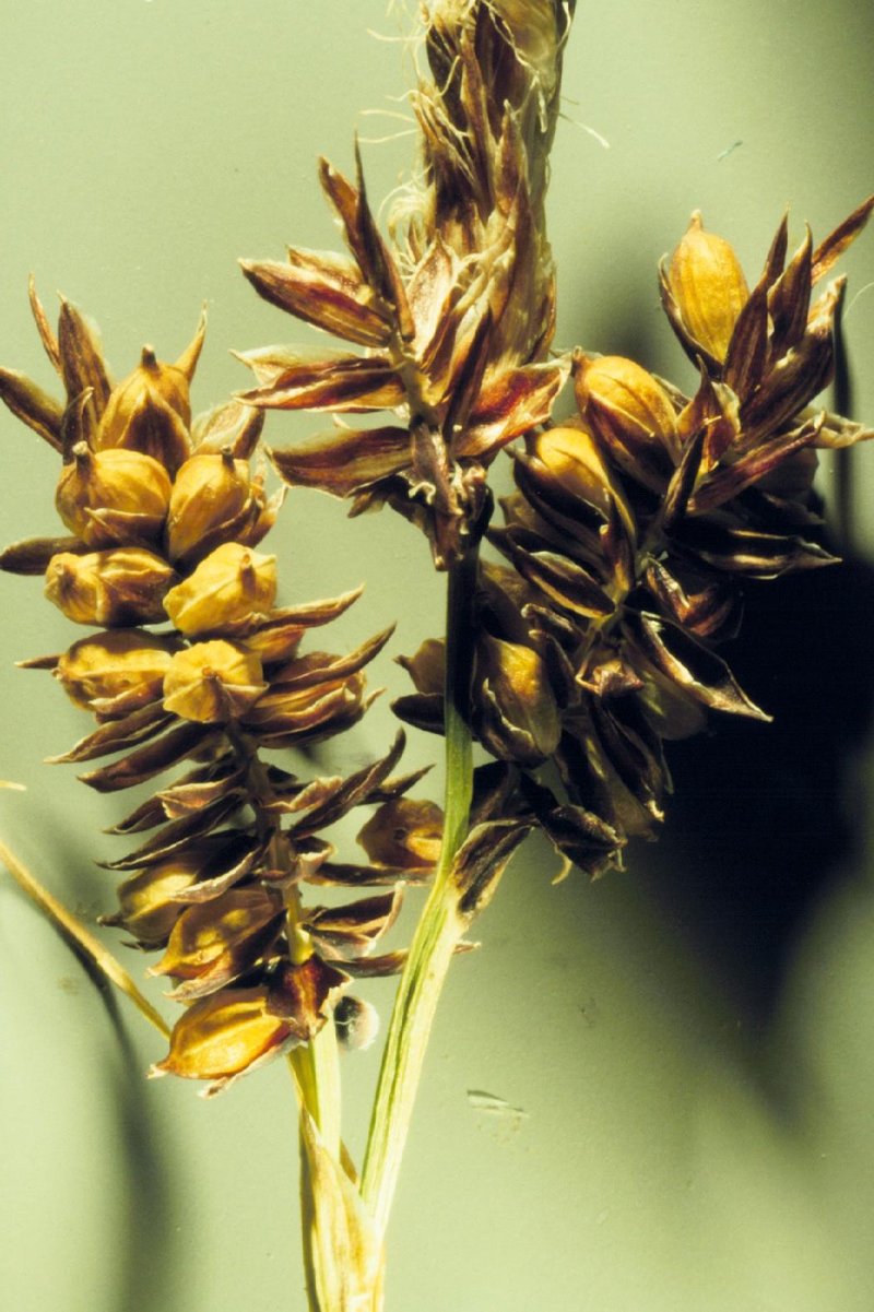 Raynolds' Sedge