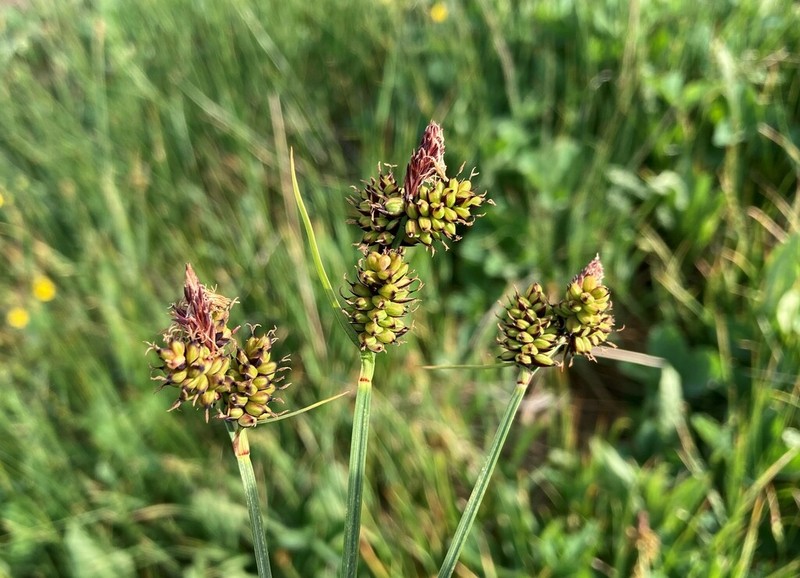 Raynolds' Sedge photo 3