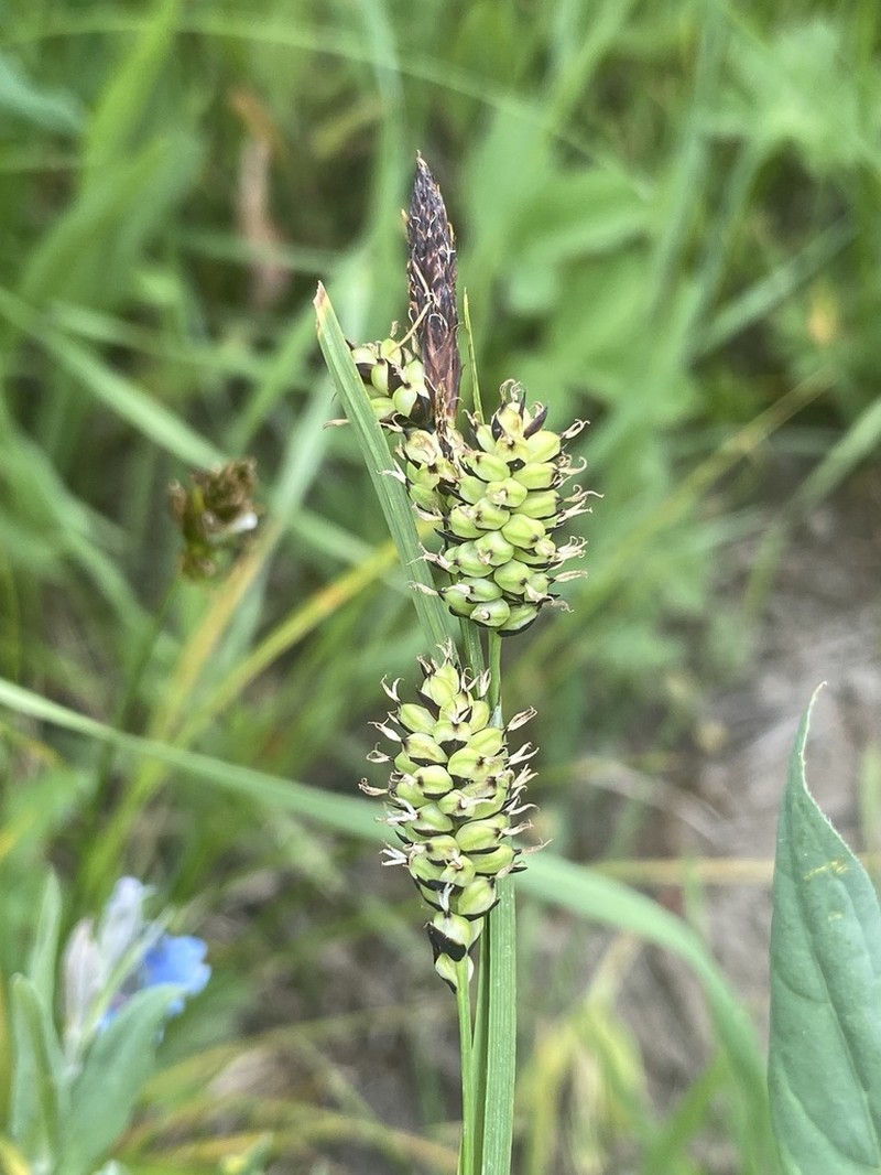 Raynolds' Sedge photo 4