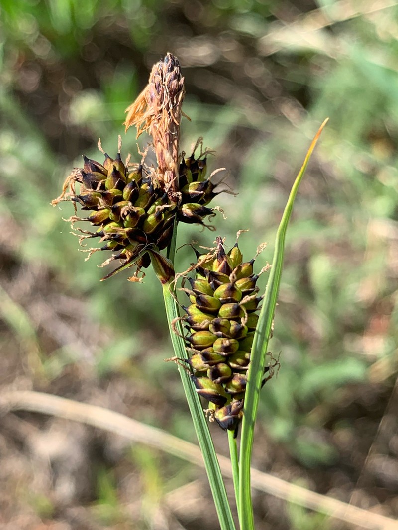 Raynolds' Sedge photo 5