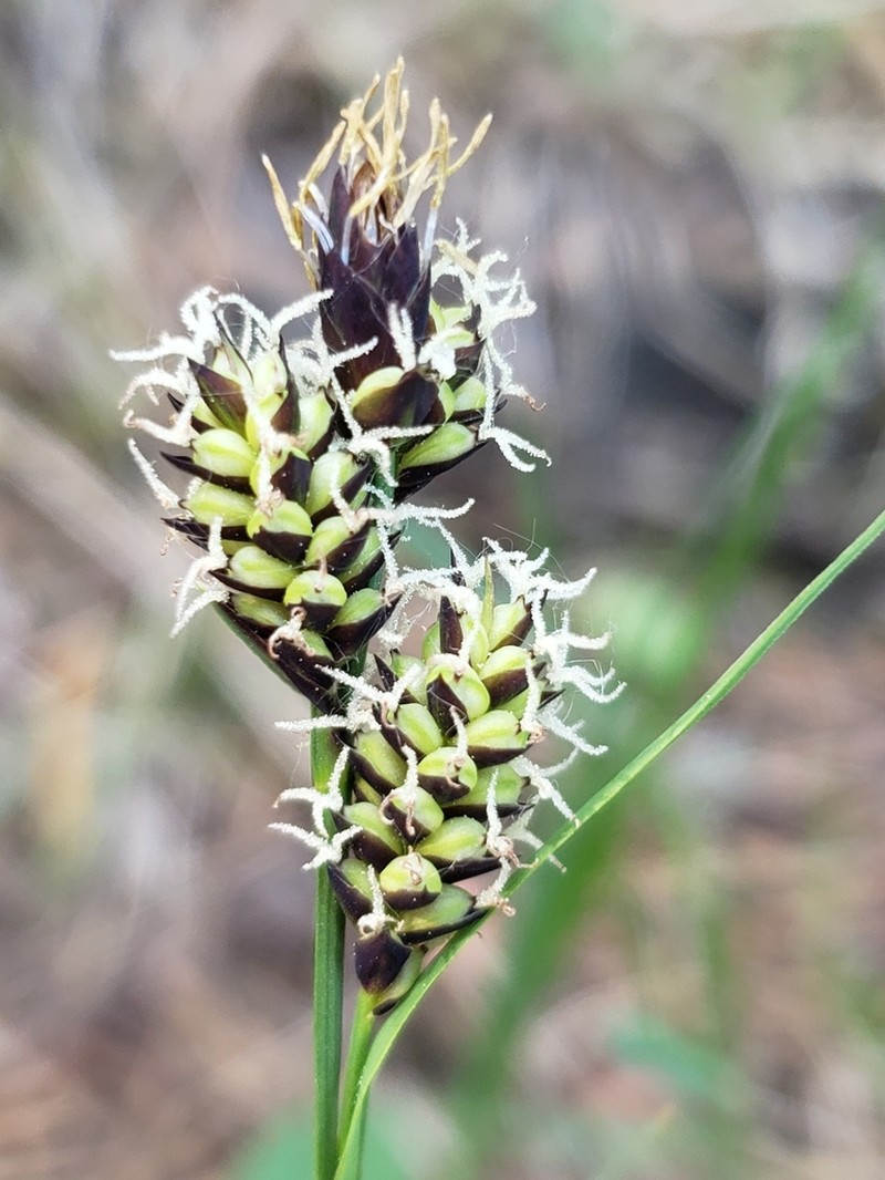 Raynolds' Sedge photo 6
