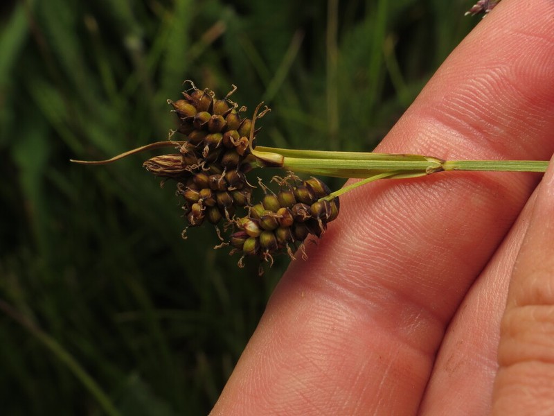Raynolds' Sedge photo 7