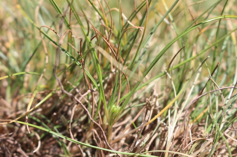 Carex recondita photo 2