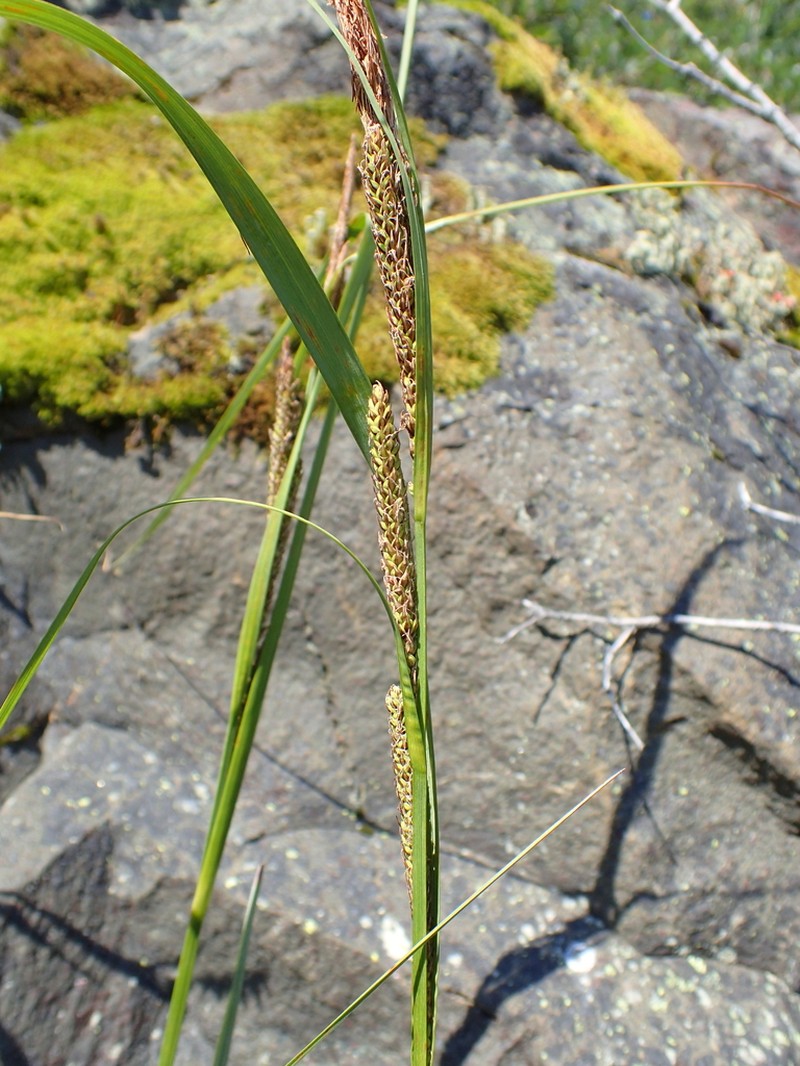 Estuary Sedge photo 2