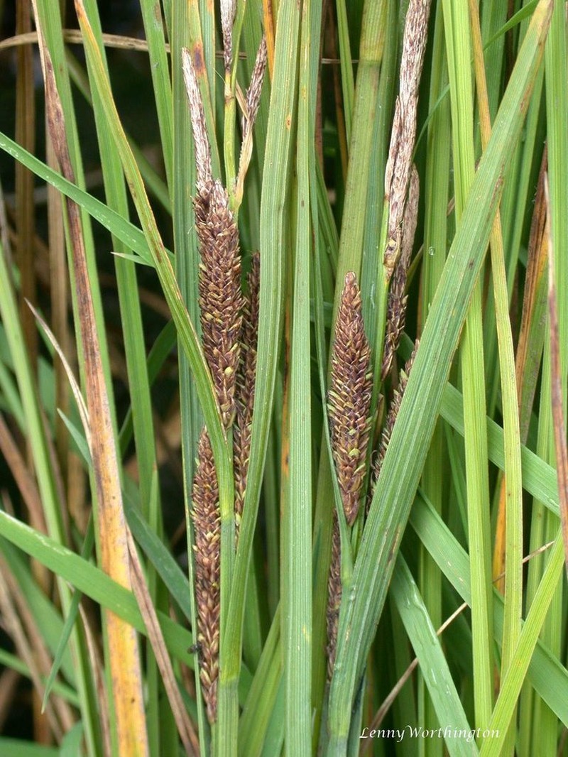 Estuary Sedge photo 3