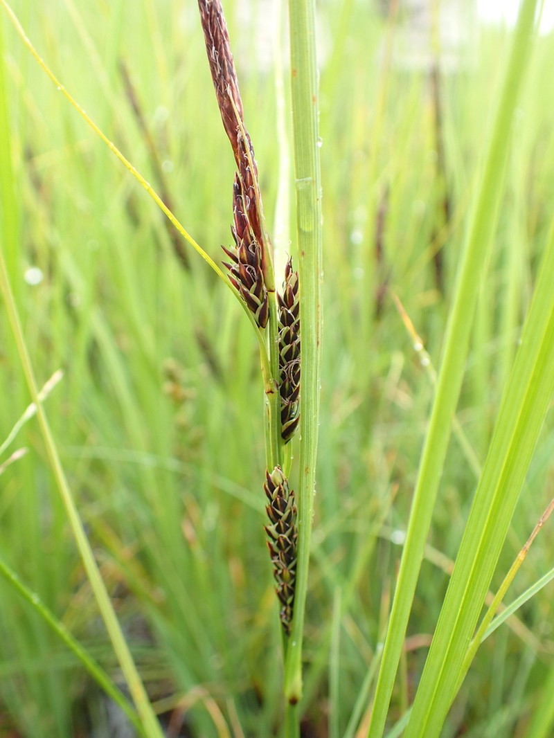 Estuary Sedge photo 4