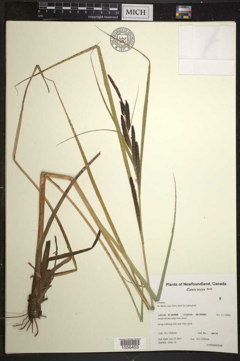 Estuary Sedge photo 5