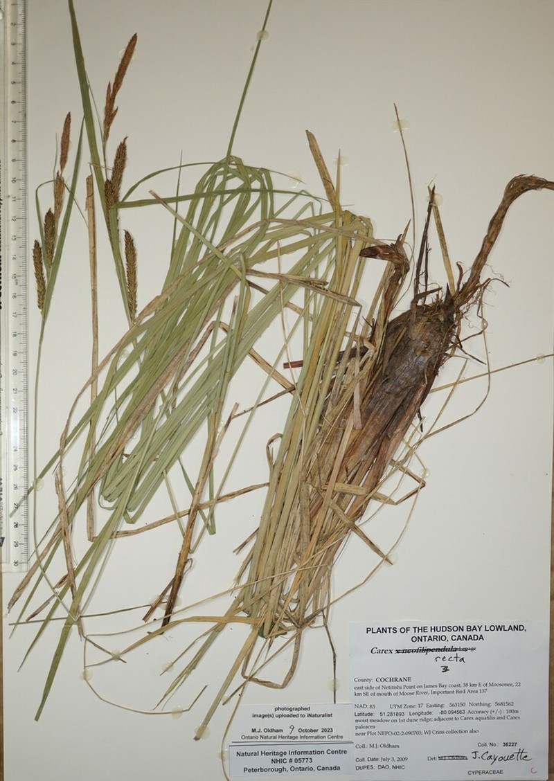 Estuary Sedge photo 6