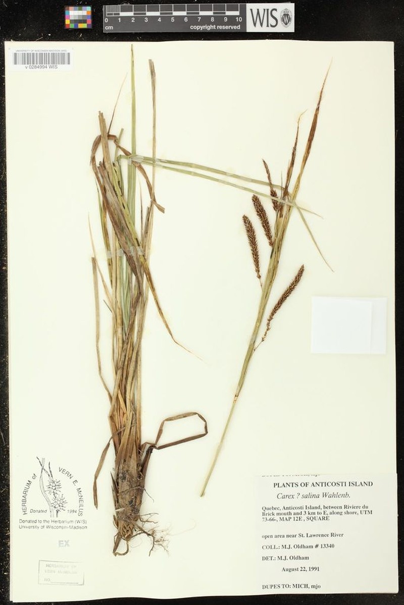 Estuary Sedge photo 7