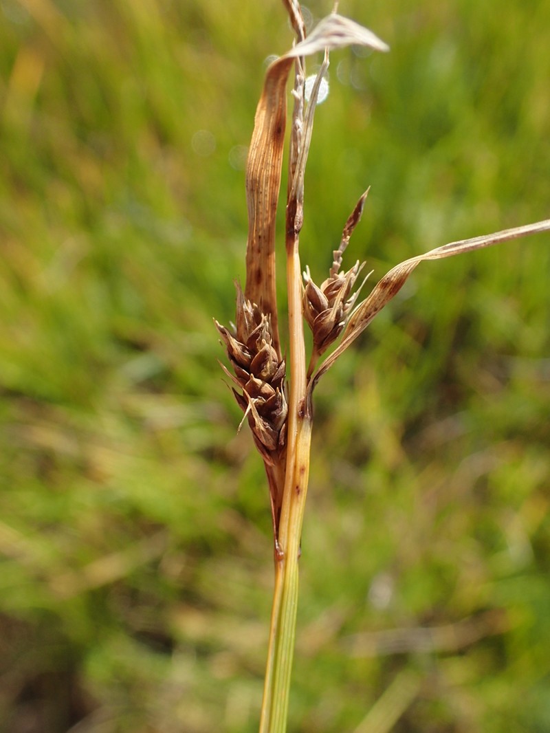 Estuary Sedge photo 8