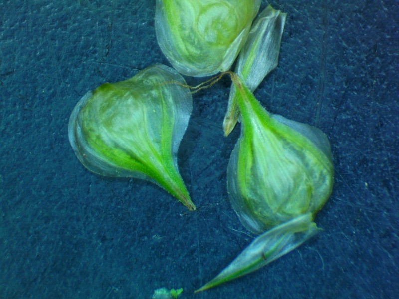 Kidneyshape Sedge