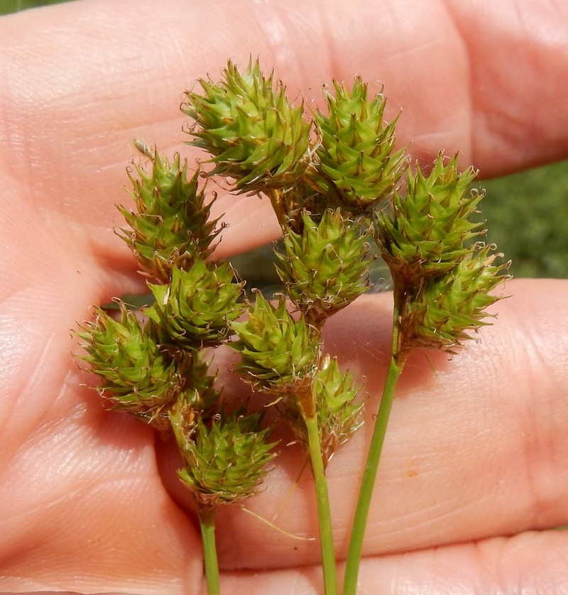 Kidneyshape Sedge photo 2