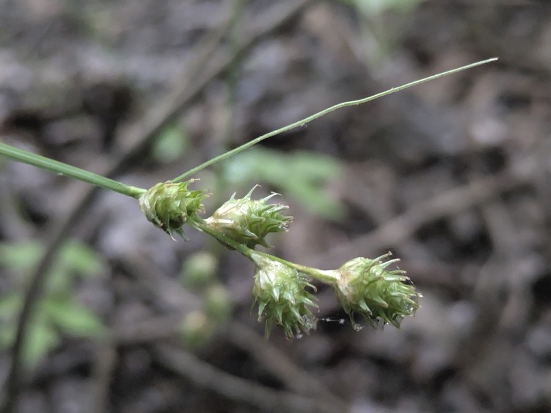 Kidneyshape Sedge photo 3