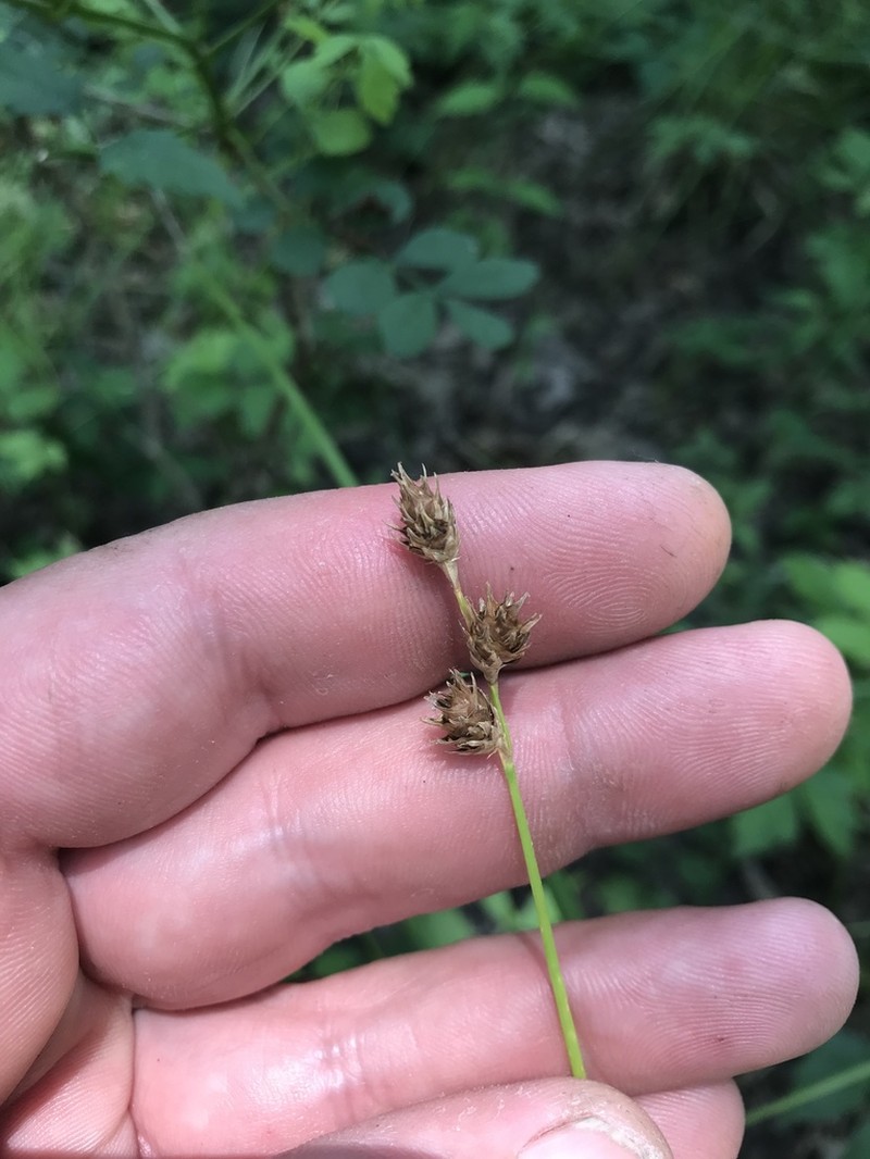 Kidneyshape Sedge photo 4