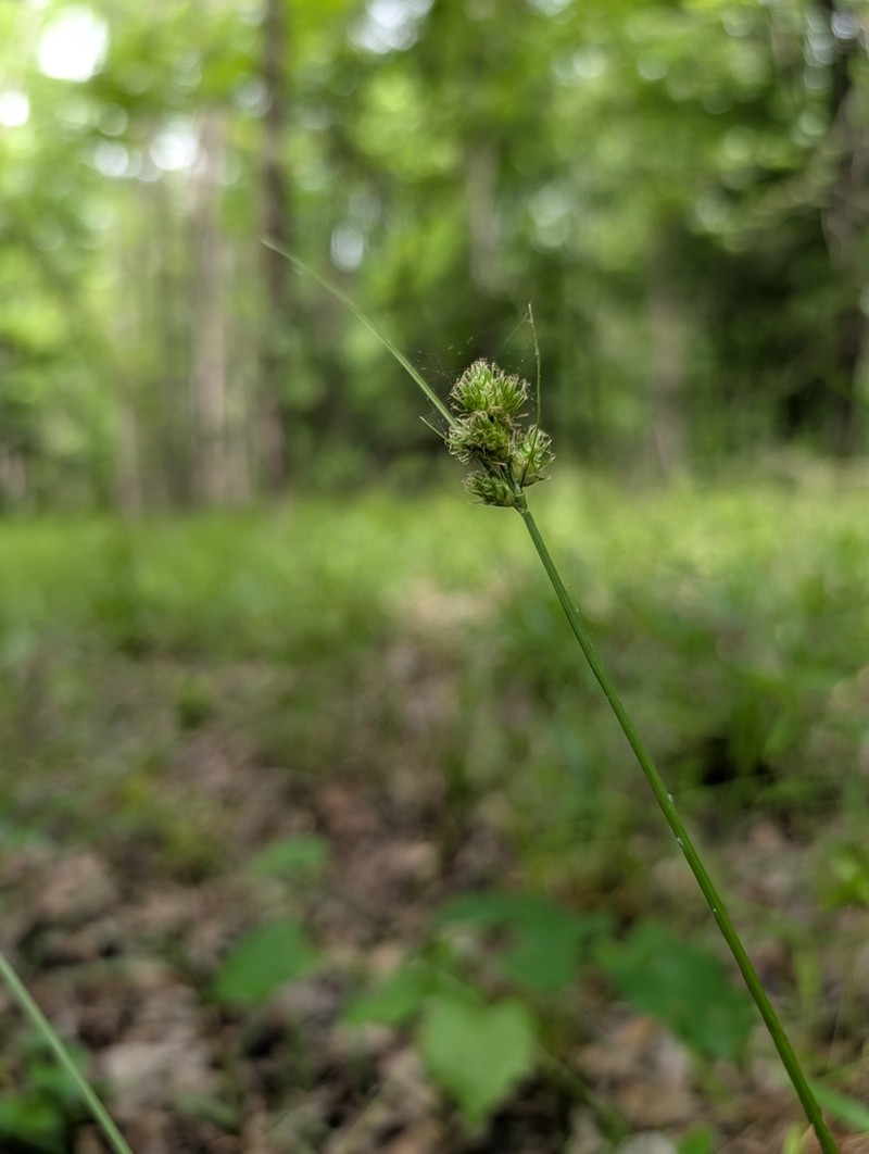 Kidneyshape Sedge photo 5