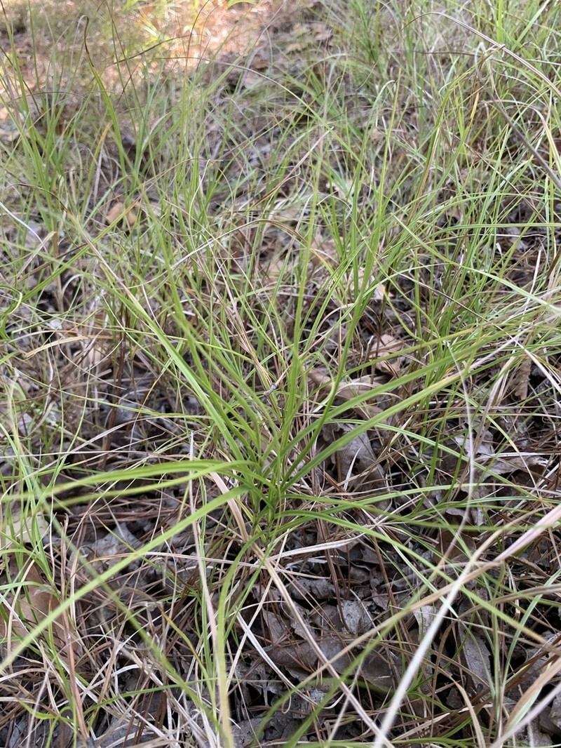 Kidneyshape Sedge photo 6