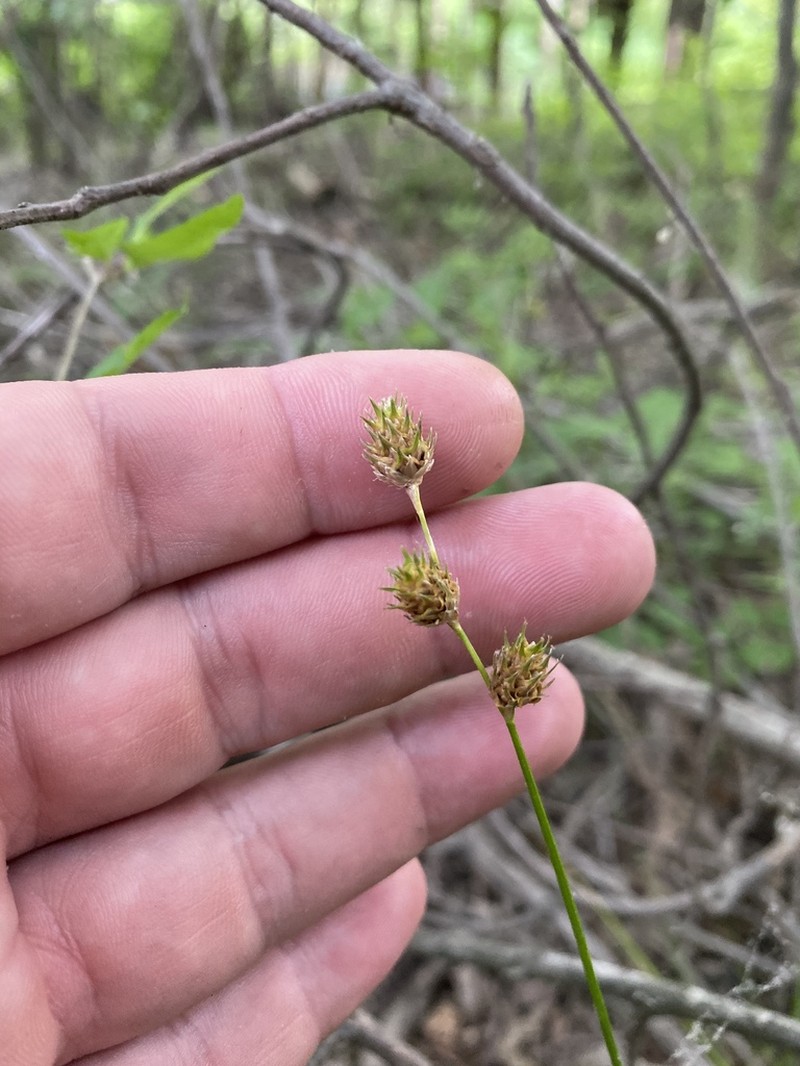 Kidneyshape Sedge photo 7