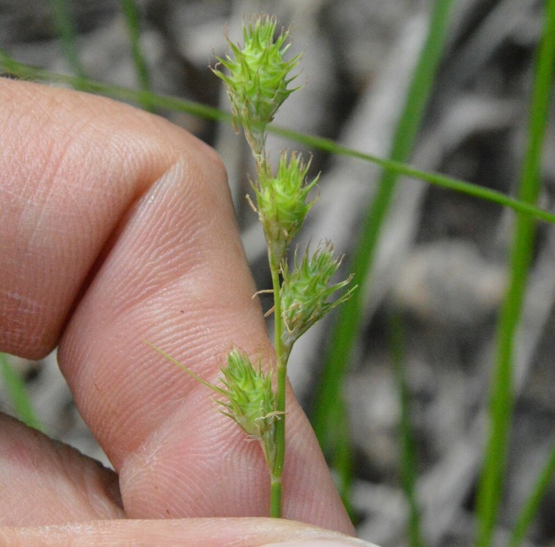 Kidneyshape Sedge photo 8